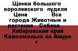Щенки большого (королевского) пуделя › Цена ­ 25 000 - Все города Животные и растения » Собаки   . Хабаровский край,Комсомольск-на-Амуре г.